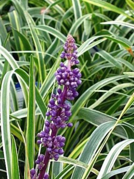 Liriope muscari 'Silvery Sunproof'