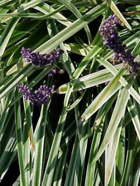 Liriope muscari 'Variegata'