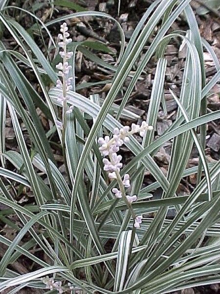 Liriope 'Silver Dragon'