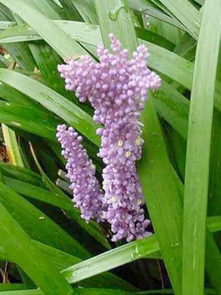 Liriope spicata 
