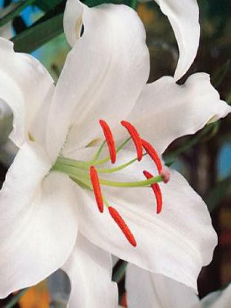 Lis asiatique 'Alpi'