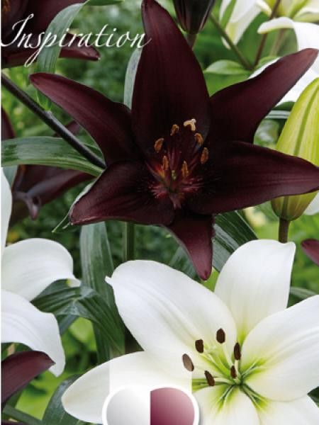 Lis asiatique 'Blanc et noir'