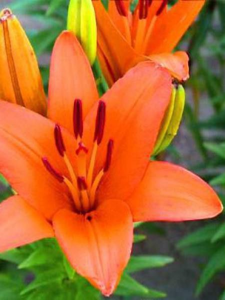 Lis asiatique 'Brunello'