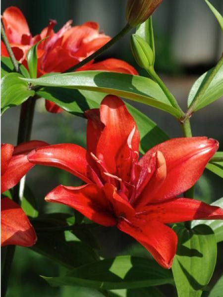 Lis asiatique 'Coctail twin'