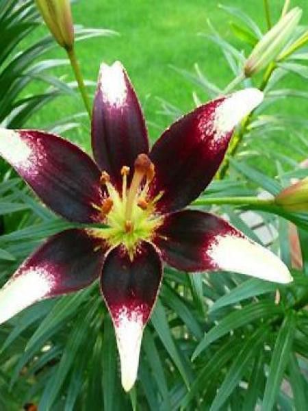 Lis asiatique 'Contraste'