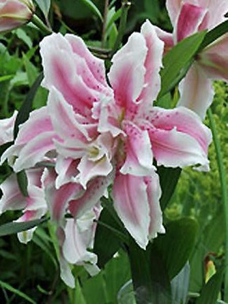 Lis asiatique 'Double Exotic"