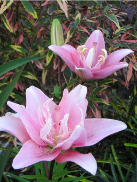 Lis asiatique 'Elody'