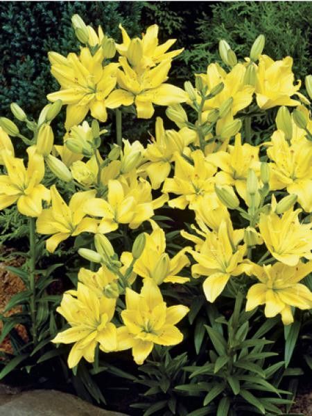 Lis asiatique 'Fata morgana'