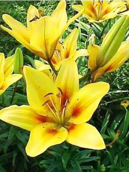 Lis asiatique 'Grand Cru'