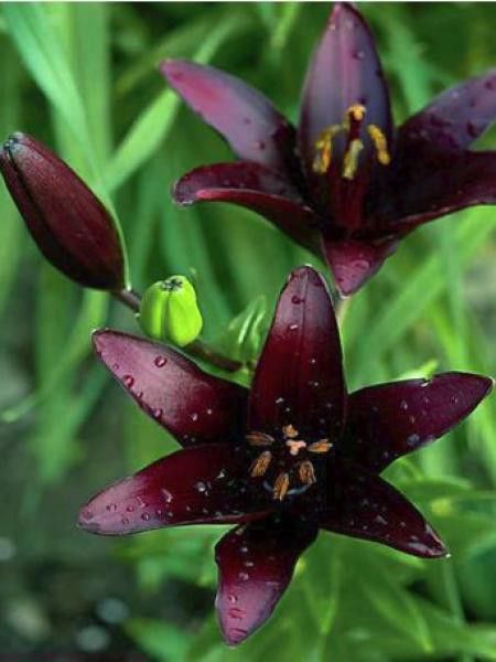 Lis asiatique 'Landini'