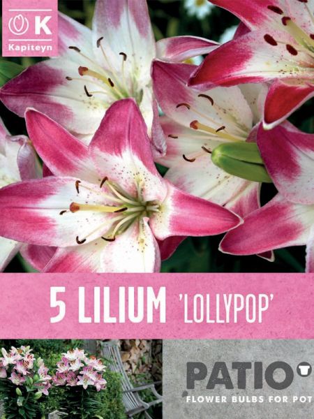 Lis asiatique 'Lollypop'