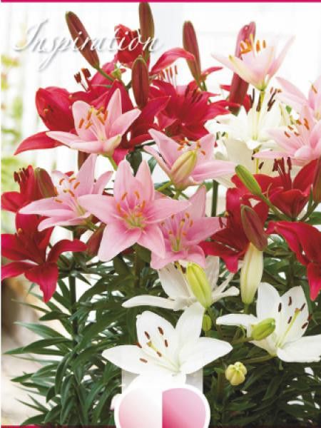 Lis asiatique 'Mélange Rouge Blanc Et Rose'