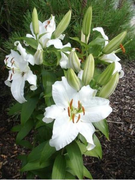 Lis asiatique 'Siberia'