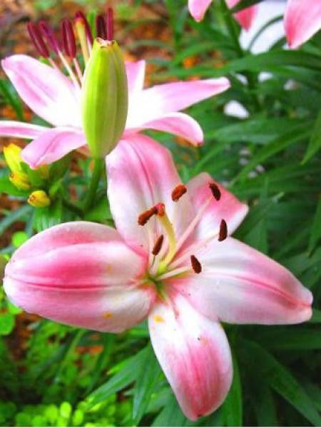 Lis asiatique 'Wermeer'