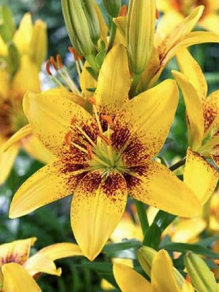 Lis asiatique 'Yellow Pixels'