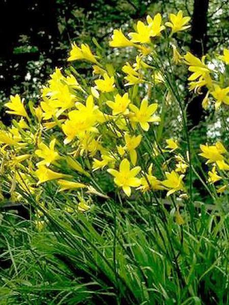 Lis d'un jour, Hémérocalle à fleurs d'asphodèle