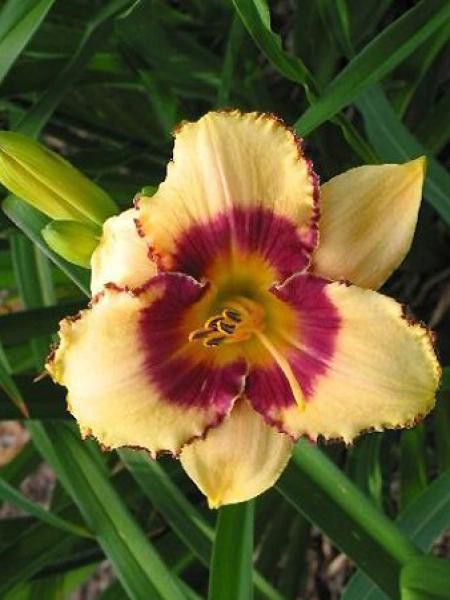 Lis d'un jour, Hémérocalle 'Alaqua'