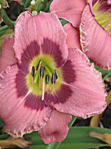 Lis d'un jour, Hémérocalle 'Always Afternoon'