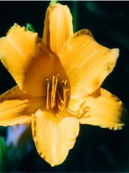 Lis d'un jour, Hémérocalle 'Aten'