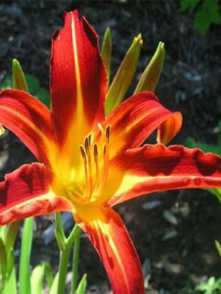 Lis d'un jour, Hémérocalle 'Autumn Red'