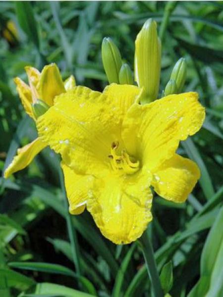 Lis d'un jour, Hémérocalle 'Bakabana'