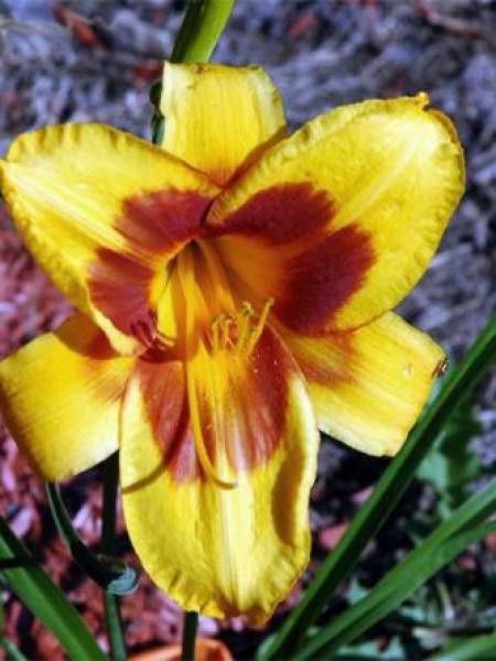 Lis d'un jour, Hémérocalle 'Black Eyed Susan'