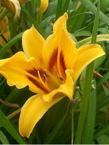 Lis d'un jour, Hémérocalle 'Bonanza'