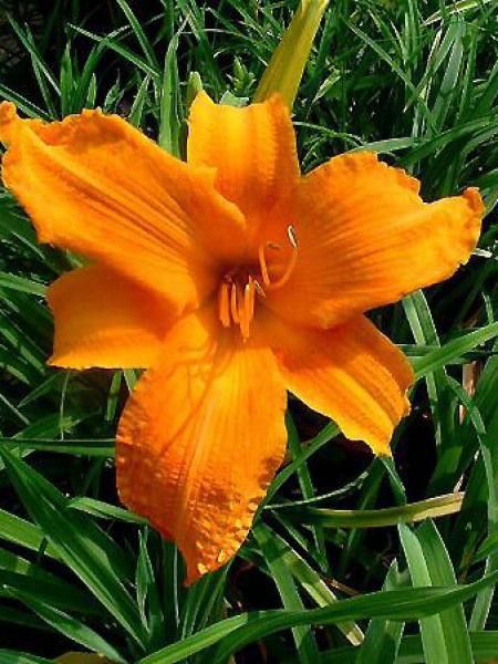 Lis d'un jour, Hémérocalle 'Burning Daylight'