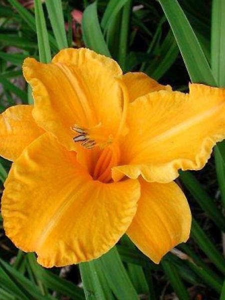 Lis d'un jour, Hémérocalle 'By Myself'