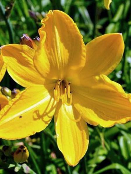 Lis d'un jour, Hémérocalle 'Cartwheels'