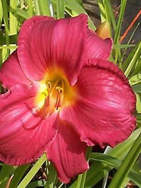 Lis d'un jour, Hémérocalle 'Charles Johnston'