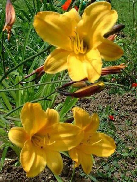 Lis d'un jour, Hémérocalle 'Corky'