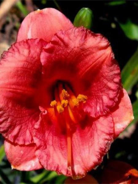 Lis d'un jour, Hémérocalle 'Cosmopolitan'