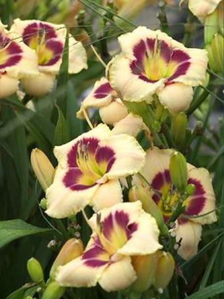 Lis d'un jour, Hémérocalle 'Custard Candy'