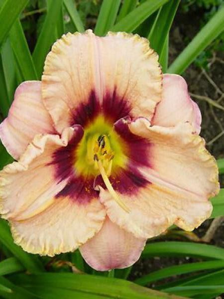 Lis d'un jour, Hémérocalle 'Daring Dilemma'