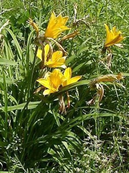 Lis d'un jour, Hémérocalle de Middendorff