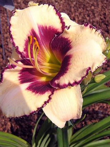 Lis d'un jour, Hémérocalle 'Dream Legacy'