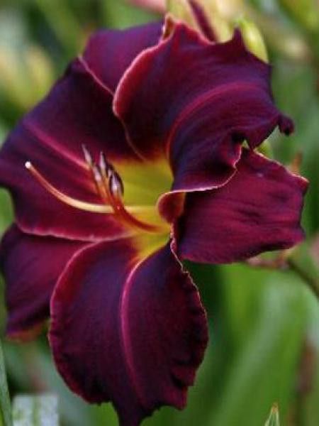 Lis d'un jour, Hémérocalle 'Ed Murray'