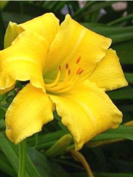 Lis d'un jour, Hémérocalle 'Eenie Weenie'