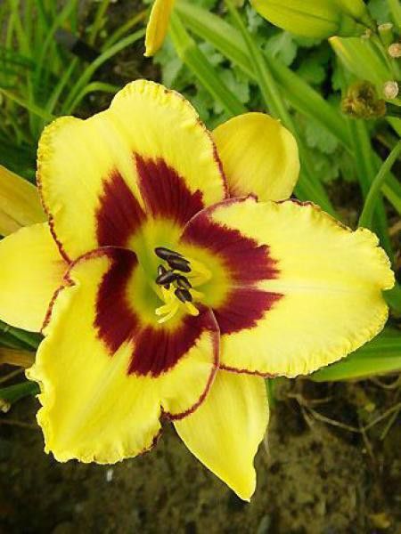 Lis d'un jour, Hémérocalle 'El Desperado'