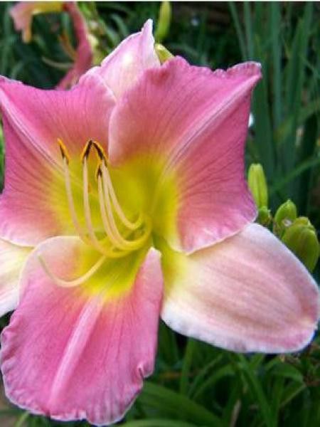 Lis d'un jour, Hémérocalle 'Final Touch'