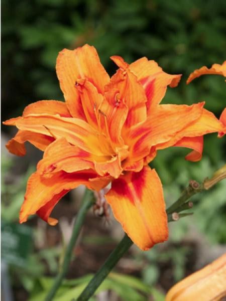 Lis d'un jour, Hémérocalle 'Flore pleno'