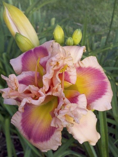 Lis d'un jour, Hémérocalle 'Forty Second Street'