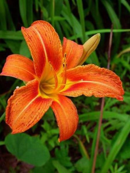 Lis d'un jour, Hémérocalle fulva