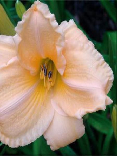 Lis d'un jour, Hémérocalle 'Georges Cunningham'