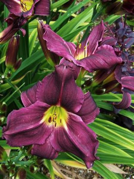 Lis d'un jour, Hémérocalle 'Grape Velvet'
