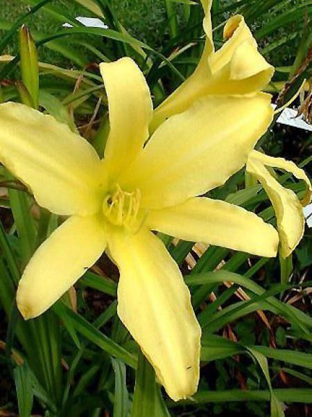 Lis d'un jour, Hémérocalle 'Green Flutter'