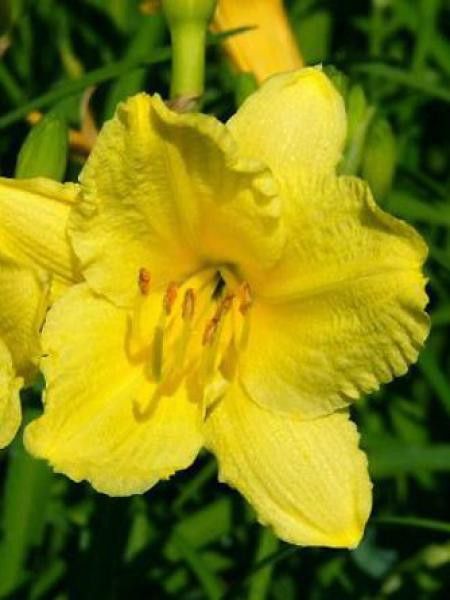 Lis d'un jour, Hémérocalle 'Happy Returns'