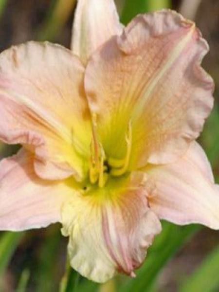 Lis d'un jour, Hémérocalle 'Hazel Monette'