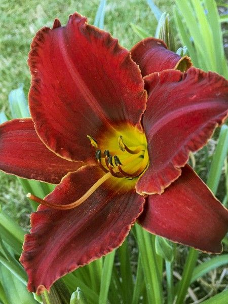 Lis d'un jour, Hémérocalle 'Highland Lord'